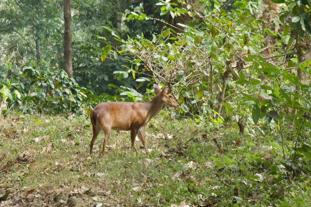 A muntjac or barking deer waits a while before disappearing into the foliage.